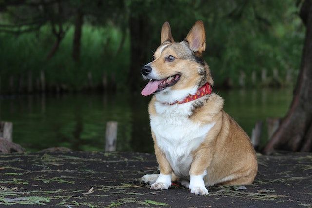 Buckingham palace's new four legged lodgers - Mutts Butts